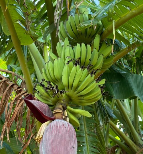 whatsapp image 2025 12 31 at 4.33.51 pm (3)